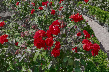 Roses in Rose garden in Eltville, Germany