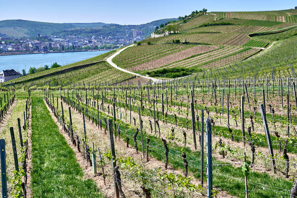 vineyard in Rheingau;Rüdesheim Hiking Trail