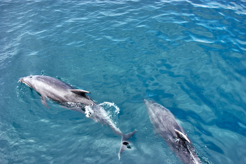 Dolphin Discovery Cruise; New Zealand Itinerary