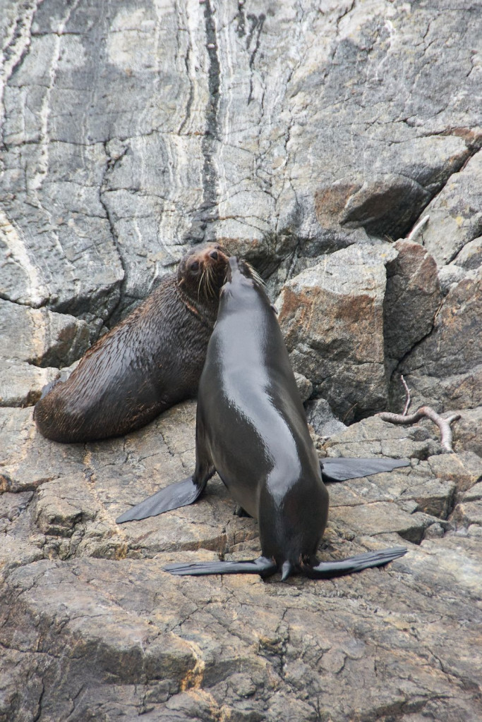 playful seals at Milford Sound