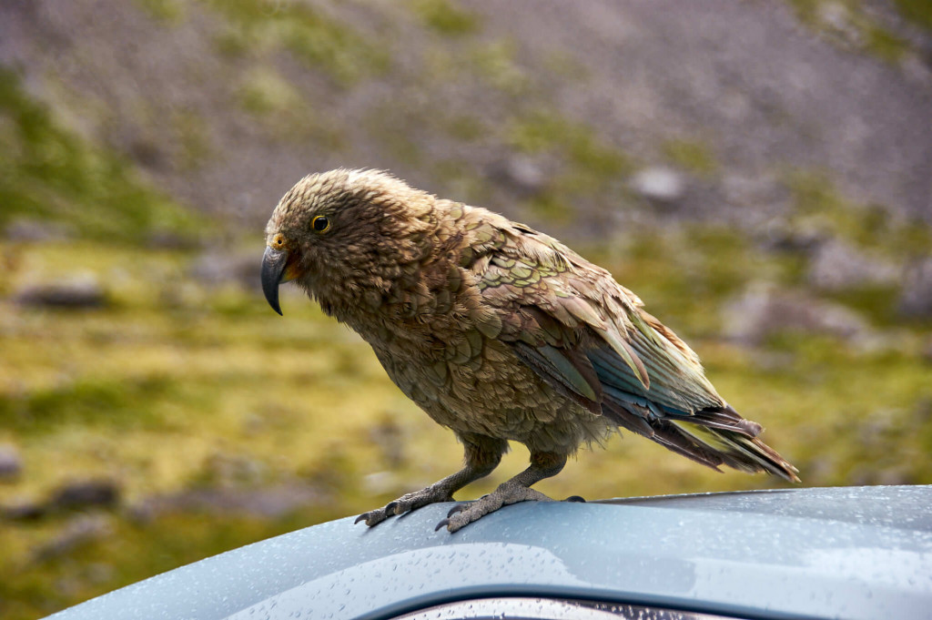 Kea at the exit of the Homer Tunnel