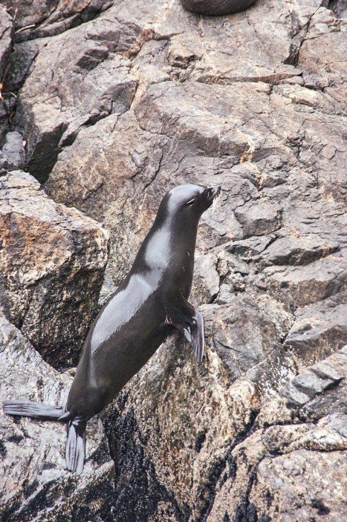 Local wildlife on the rock of Milford Sound