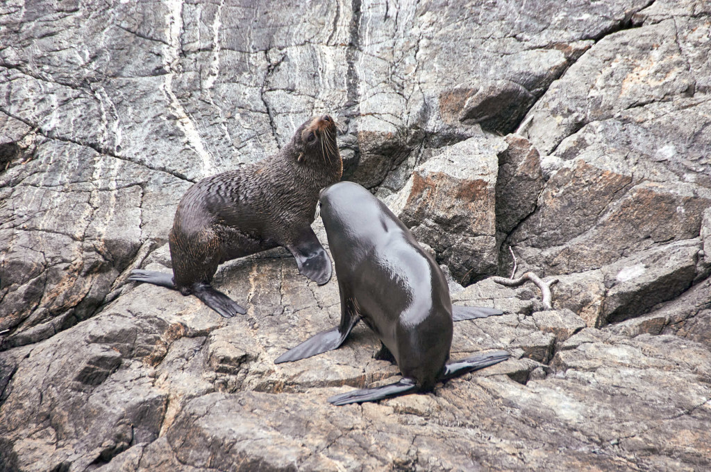playful seals at Milford Sound