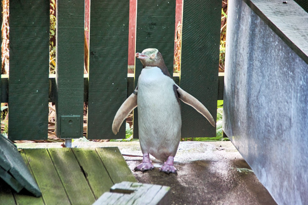 the rescued Penguin in  the observation centre