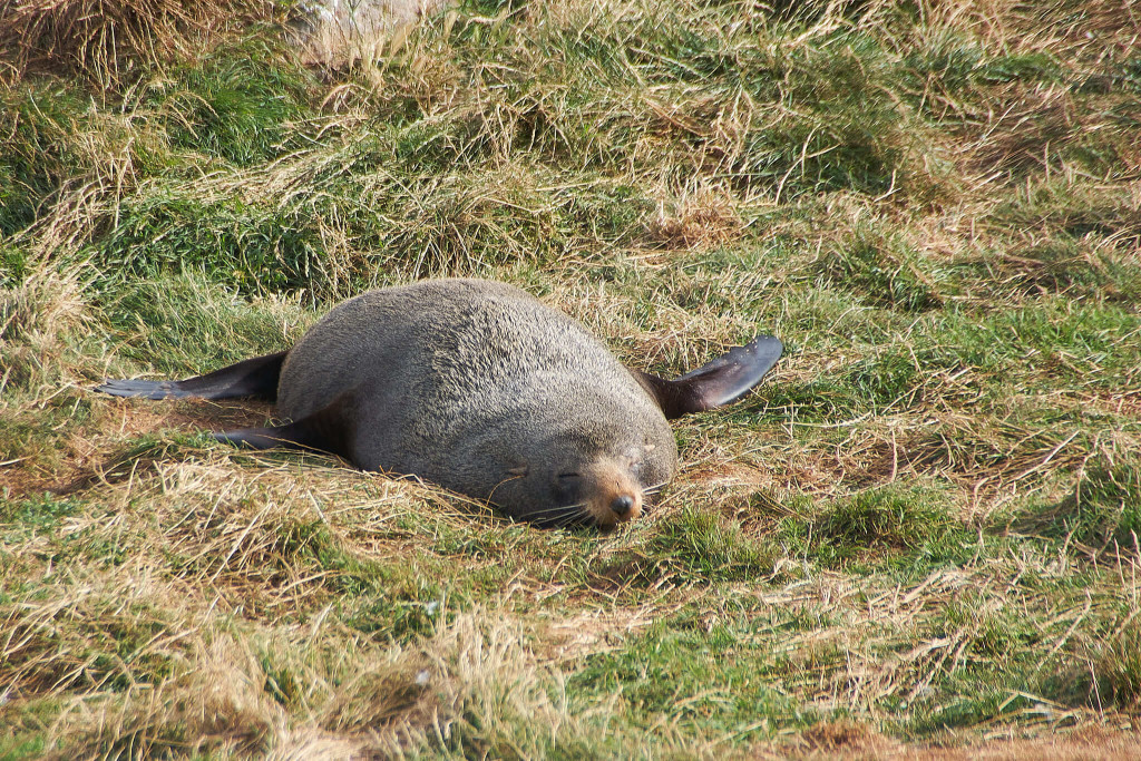 Seals at the beach of Otago Peninsula