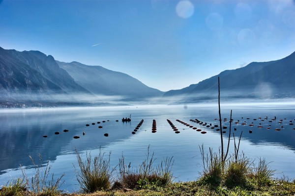 Mussel Form in the Kotor Bay