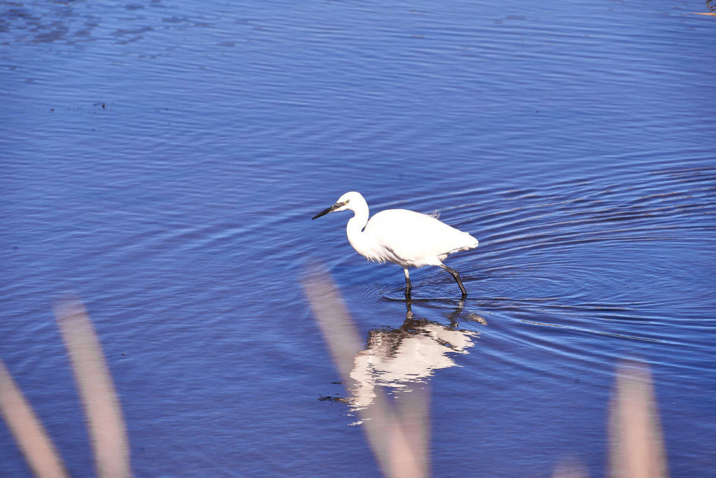 Migrate Bird in the lagoon